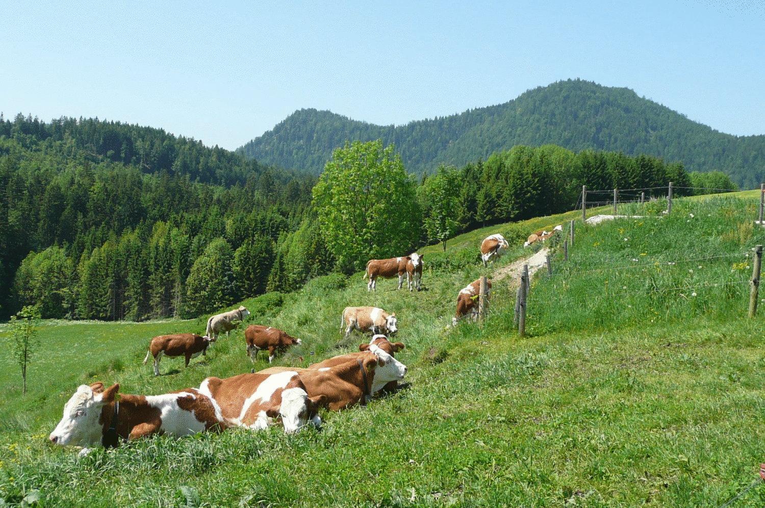 Pensjonat Gasthof Jachenau Jachenau